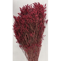 Preserved Limonium Red 4.5oz.